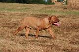 DOGUE DE BORDEAUX 392